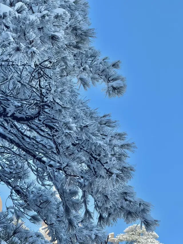 12月及1月來郴州莽山的！存下吧超全的！
