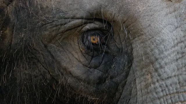雲南觀鳥⑩｜野象谷沒有野象 但有蜂猴