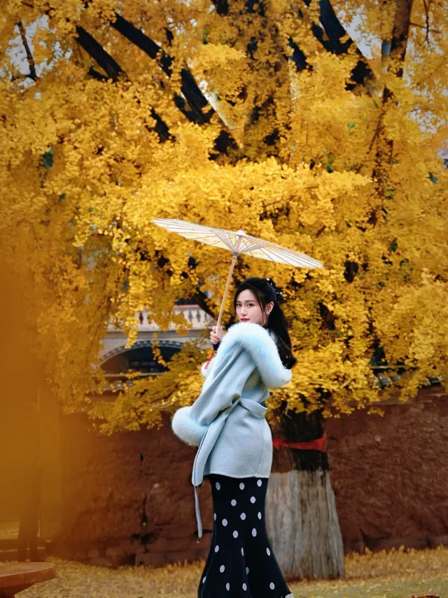 重慶銀杏|舉人樓今日實況,含「金」量超高! 重慶銀杏|舉人樓今日實況,含「金」量超高!