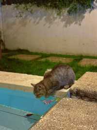 烏鎮西柵景區旁的民宿 自帶度假感 太美啦