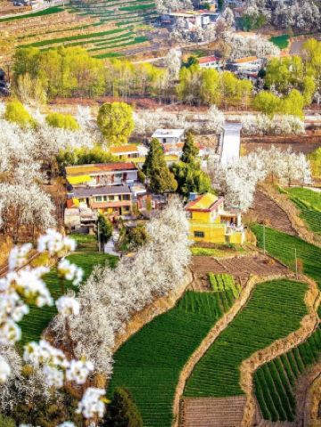 질문 폭주! 진천 배꽃을 위해 특별히 설계된 일정! 6일 여행