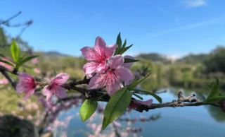 Lianhua Lake Wetland Park, Spring Flower Viewing Guide is Here