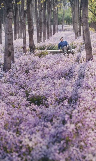 장부공원|4월 한정, 보랏빛 안개 꽃바다에 빠지다