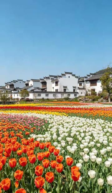 Jiangnan Tulip Fairy Tale World