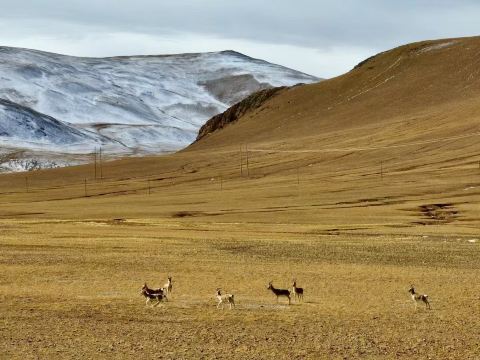 Selincuo's Limited Winter Scenery