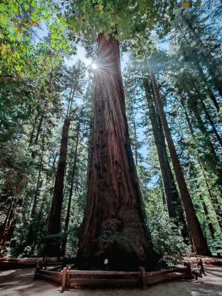 Henry Cowell Redwoods State Park