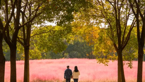 Autumn-exclusive pink clouds of Pink Muhly Grass! A comprehensive photo and travel guide — traveler post in Shanghai