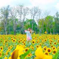 ถึงเวลาทานตะวันแบ่งบาน🌻ไปถ่ายรูปที่สวนรถไฟใกล้ๆ