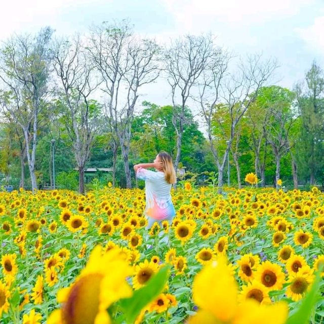 ถึงเวลาทานตะวันแบ่งบาน🌻ไปถ่ายรูปที่สวนรถไฟใกล้ๆ