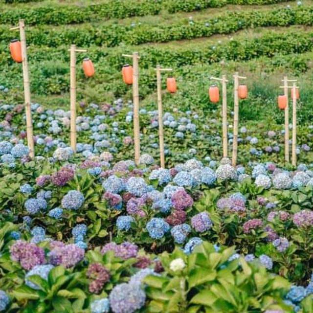 🌷ไฮเดรนเยียซัง เชียงราย 𝐻𝓎𝒹𝓇𝒶𝓃𝑔𝑒𝒶 𝓈𝒶𝓃
