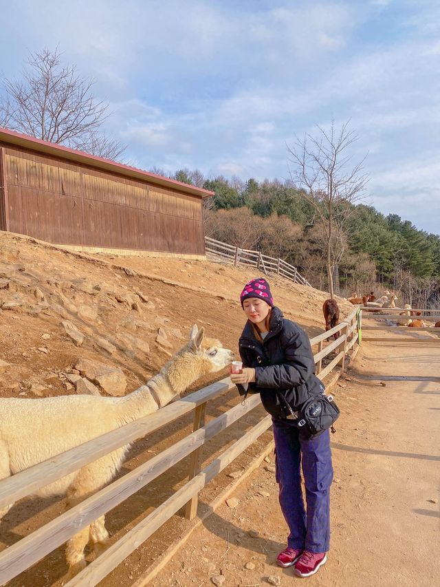 홍천 여행 코스 📍알파카월드 🦙