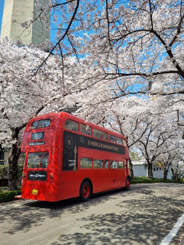 대구 이월드 벚꽃 축제 즐겨봐요🌸🌸🌸