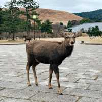 Play with the deer at Todaiji Temple 🦌