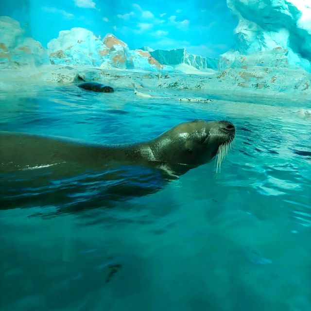 鴨川シーワールドは最強に可愛い生物がいっぱい