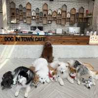 曼谷狗狗cafe🐶dog in town