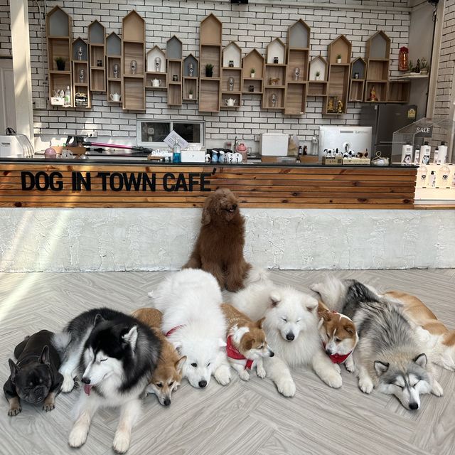 曼谷狗狗cafe🐶dog in town