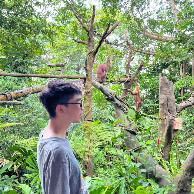 全球十大最佳動物園：新加坡動物園🦁