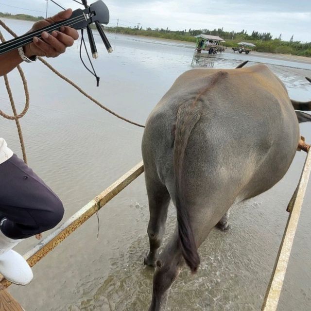 【沖縄県/由布島】初めての水牛車🐃