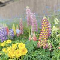京都  四季折々のお花が楽しめるSPOT🌼