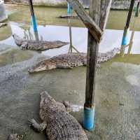Where To Find 100 Year Old Crocodiles? 🐊