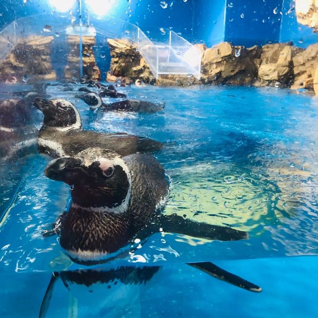桃園｜🐧💙可愛企鵝篇📍 Xpark