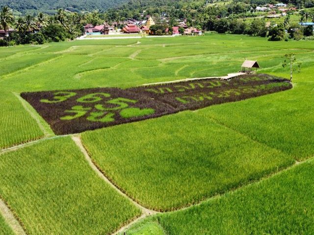 ศิลปะบนทุ่งนาบ้านแสงภา อ.นาแห้ว จ.เลย 🌿