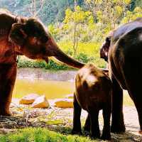 Wonderful Patara Elephant Farm 