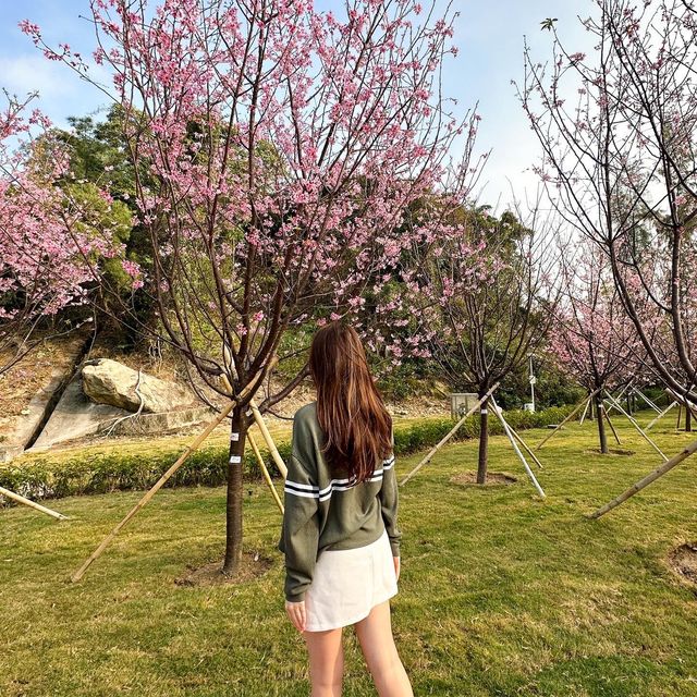 香港櫻花園🌸cherry blossom garden in Hong Kong🇭🇰 