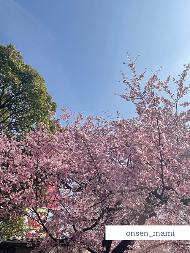 【東京 上野】桜の時期におすすめ🌸上野公園お散歩👣