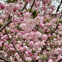 【上海・蘇州河畔】桜を見ながら散歩はいかが