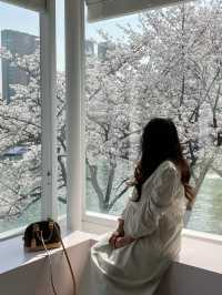석촌호수 벚꽃 이번주 절정🌸🌸🌸