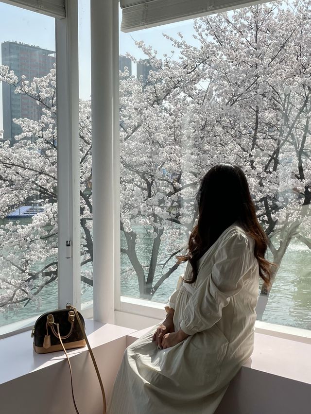 석촌호수 벚꽃 이번주 절정🌸🌸🌸