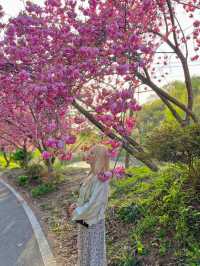 겹벚꽃명소 충남 서산 문수사🌸💕