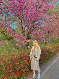 겹벚꽃명소 충남 서산 문수사🌸💕