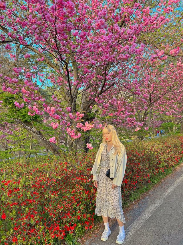 겹벚꽃명소 충남 서산 문수사🌸💕