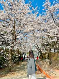 하얀 팝콘과 핑크 물결의 봄꽃 구경🌸🤍💞