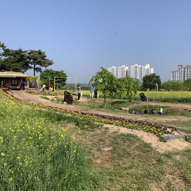 노랗게 핀 유채꽃과 알록달록한 튤립으로 가득한 창녕 남지 유채밭