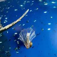 香港富麗敦海洋公園美人魚特色客房慶生