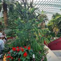 The Flower Dome @ Gardens By The Bay