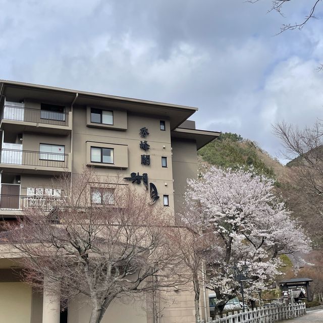 富士山🗻下滿有詩意的賞花之旅