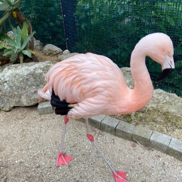 📍 美らヤシパークオキナワ・東南植物楽園/沖縄
