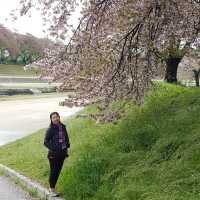 岡山 ｜後樂園河畔賞櫻花🌸快閃之旅