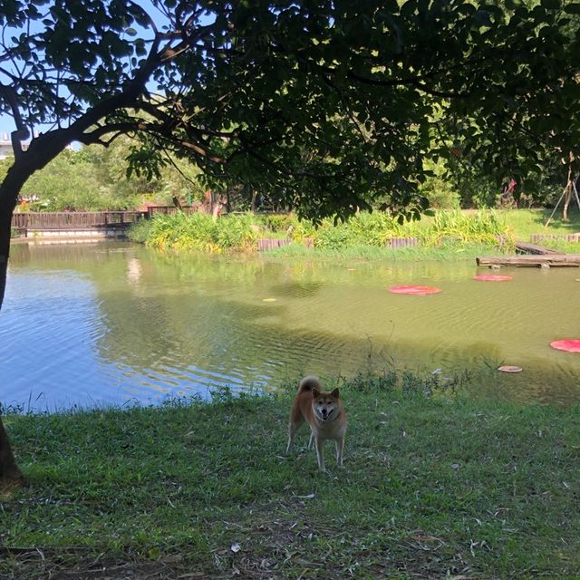 龍潭大池濕地植物區