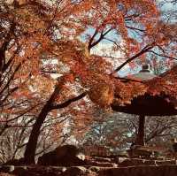 🍁超美涼亭與滿滿的もみじ楓葉|奈良公園