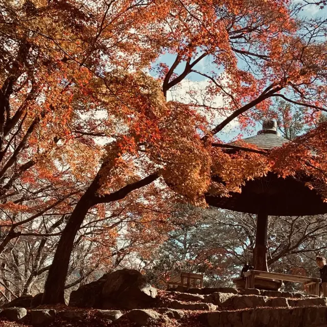 🍁超美涼亭與滿滿的もみじ｜奈良公園