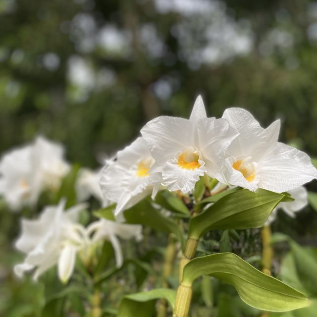 🇸🇬 Orchid paradise for enthusiast! ✨