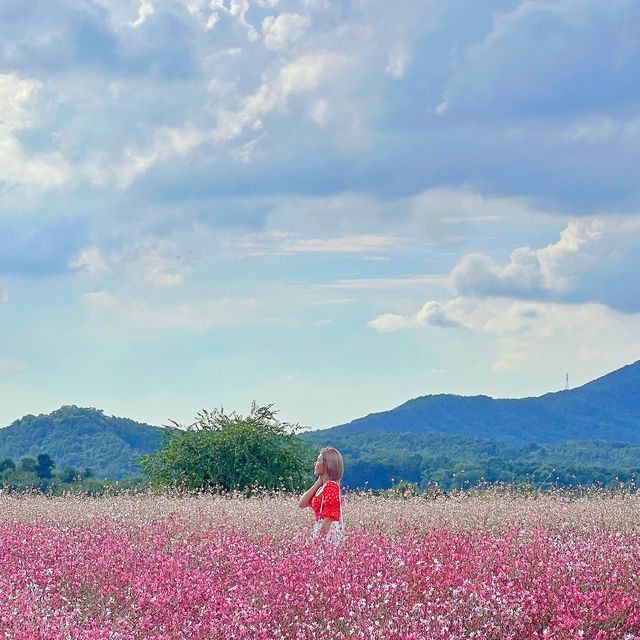 양주 천만송이 천일홍 축제✨