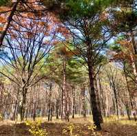 강릉 [노추산 모정탑길]에 단풍 한스푼🍁