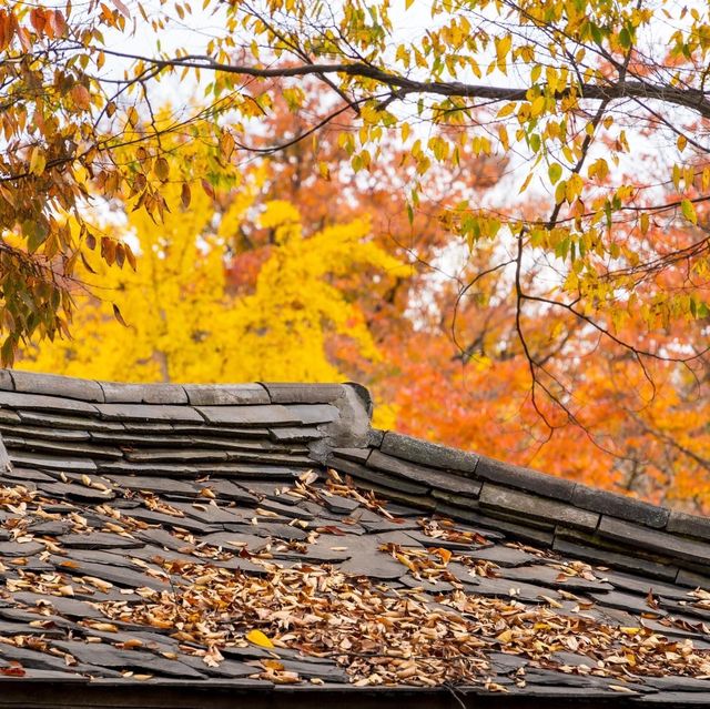 Beautiful Autumn View Korean Folk Village 