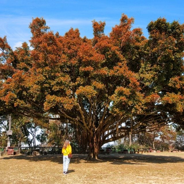 大棠千島湖(欣賞紅葉)